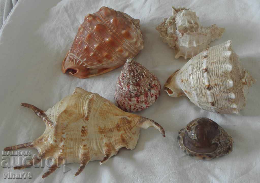 Lot of five sea treasures minerals rapani with price 59.99 BGN | € 30.67 Lot of five sea treasures minerals rapani with price 59.99 BGN | € 30.67