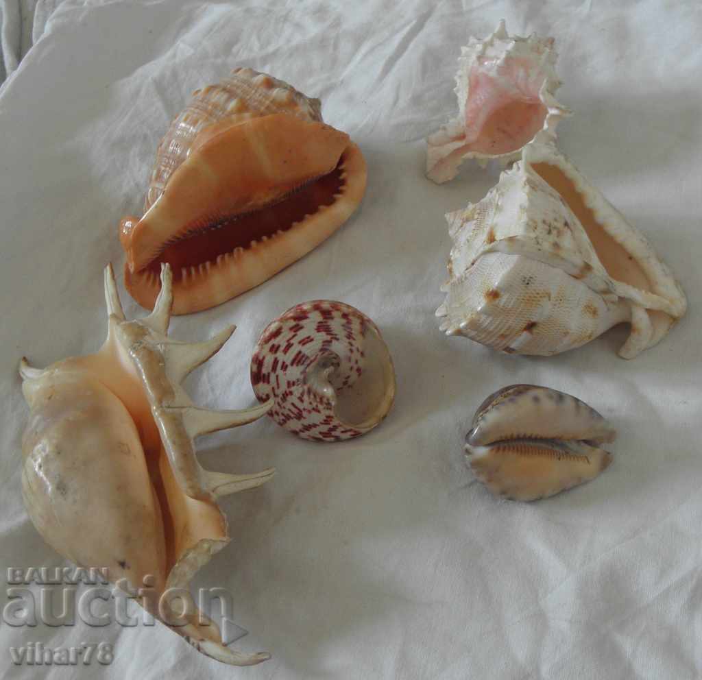 Licitație Lot de cinci comori marine minerale rapane