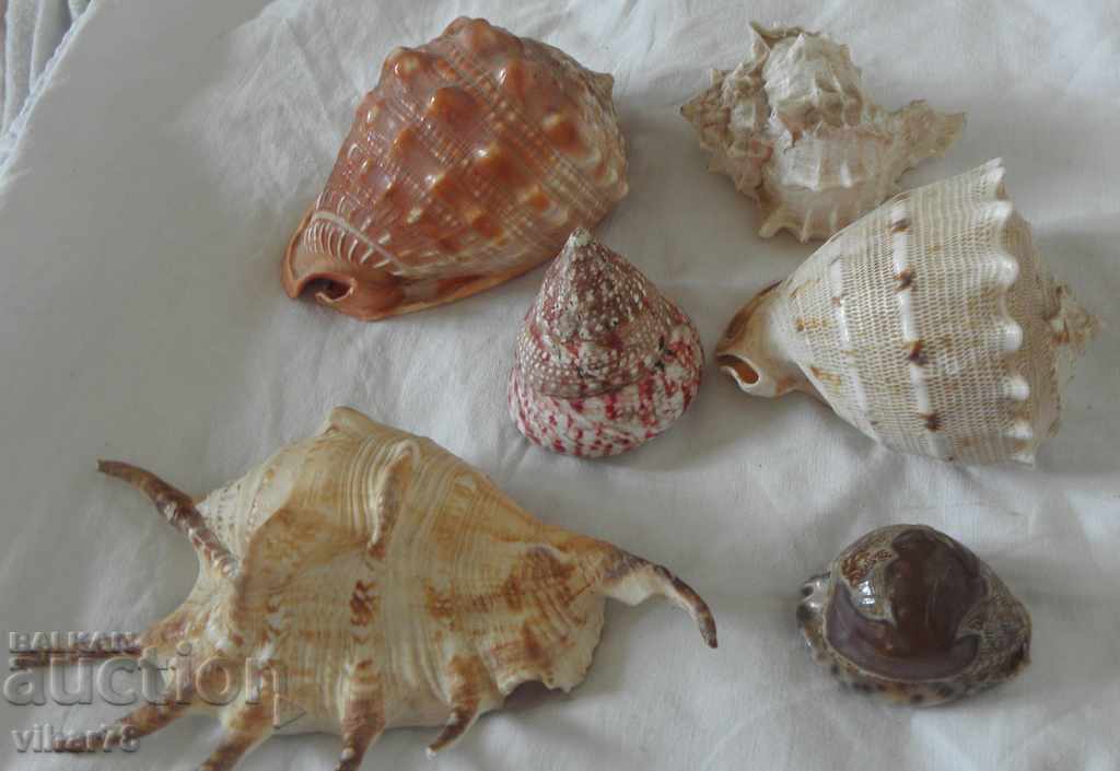 Delivery of Lot of five sea treasures minerals rapani Delivery of Lot of five sea treasures minerals rapani