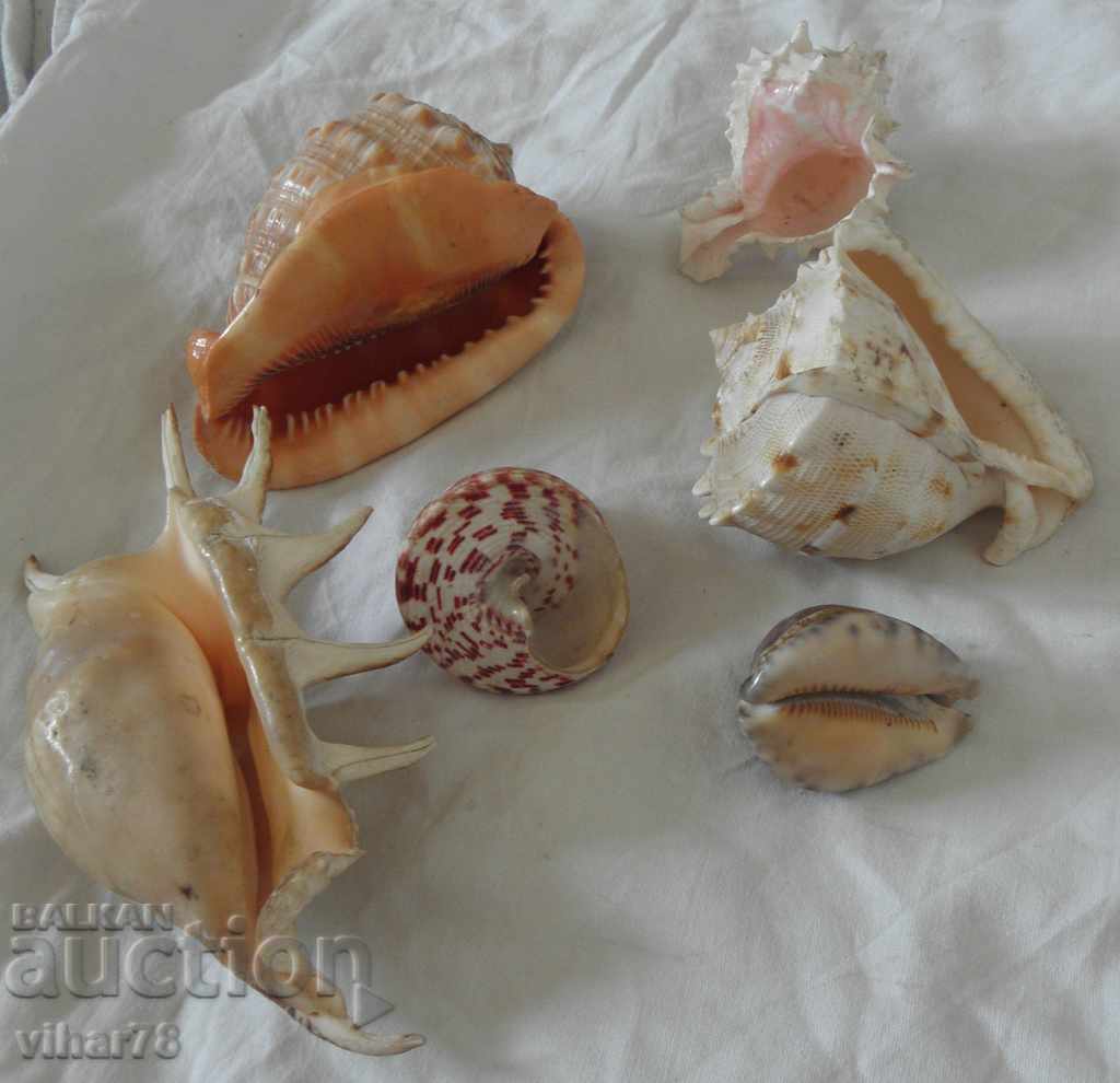 Lot of five sea treasures minerals rapani - 6 Lot of five sea treasures minerals rapani - 6