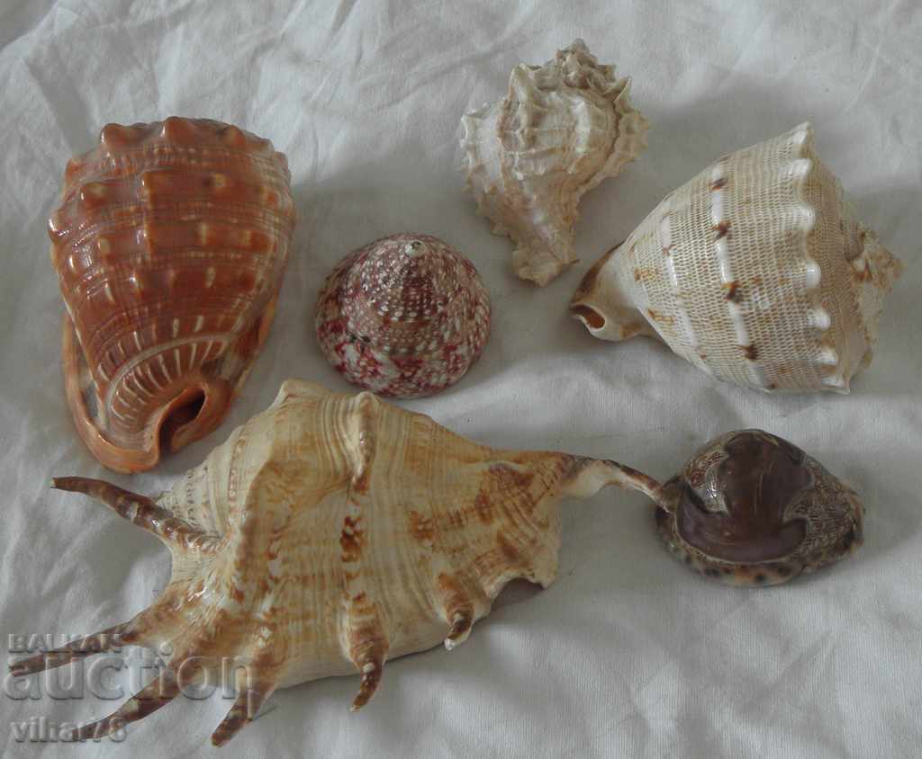 Lot of five sea treasures minerals rapani