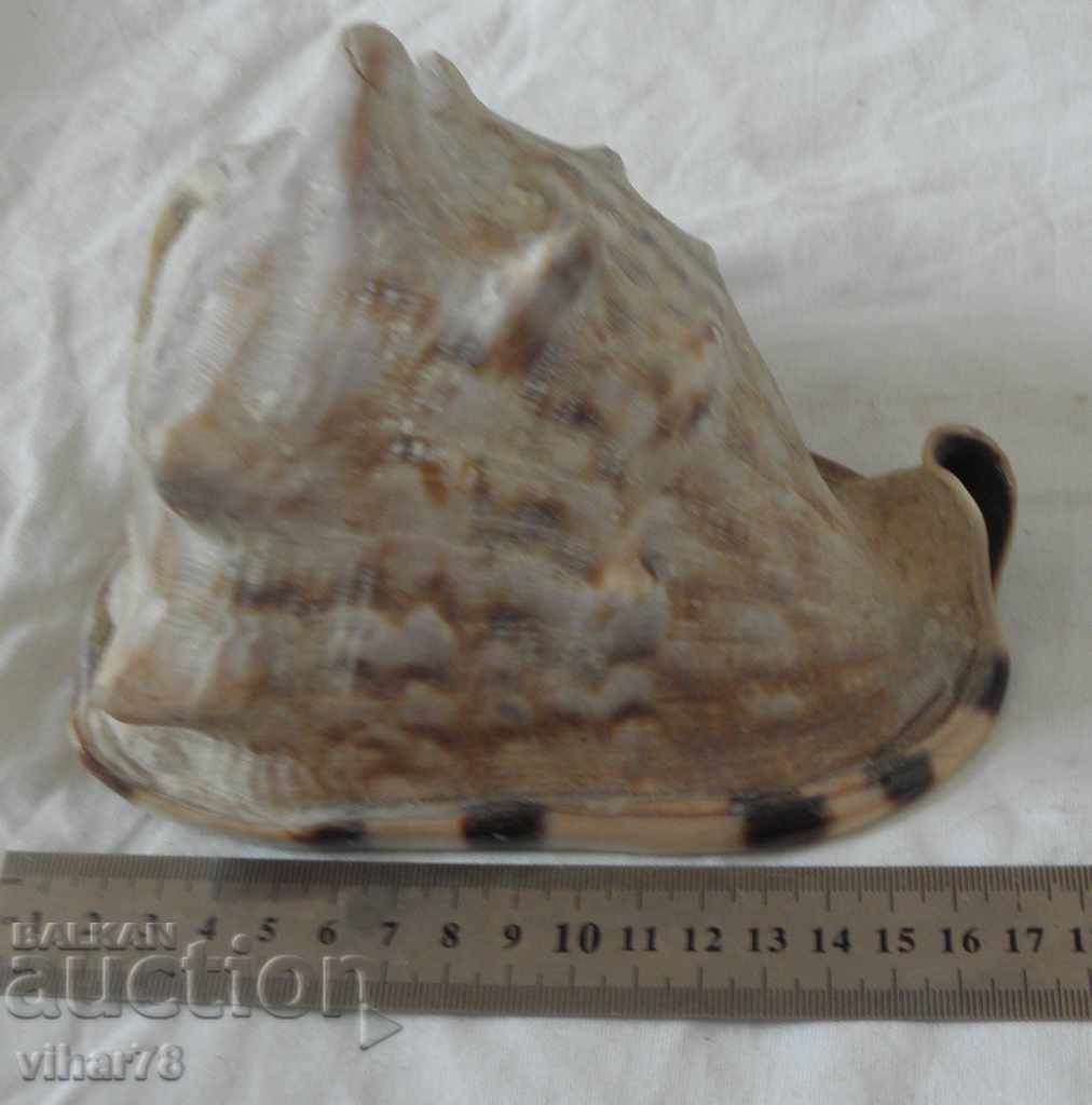 Big rap with price 59.99 BGN | € 30.67 Big rap with price 59.99 BGN | € 30.67