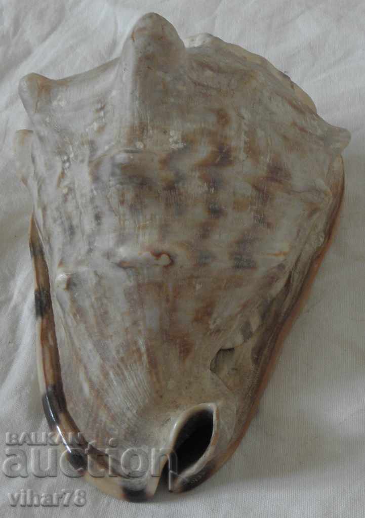 Auction Big rap Auction Big rap