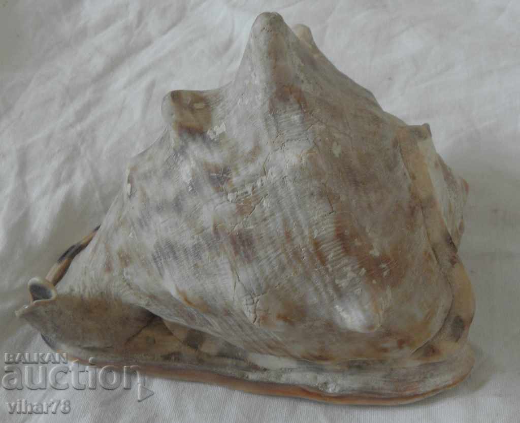 Delivery of Large conch shell