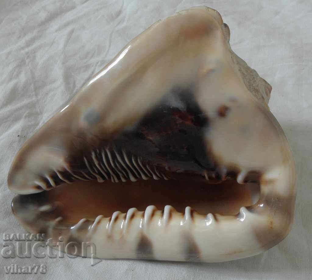 Big rap - 5 Big rap - 5