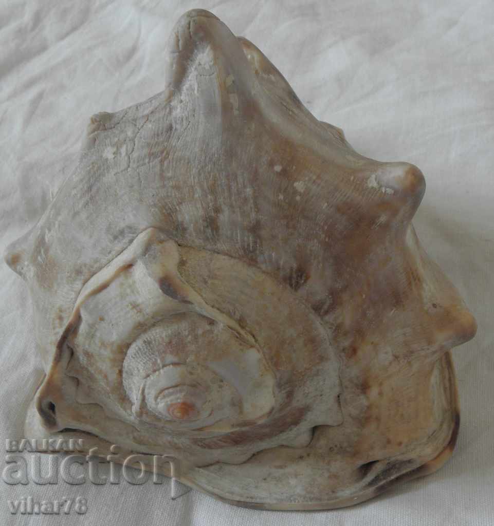 Large conch shell