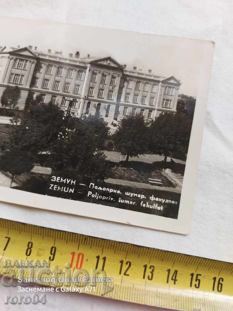 Auction  ZEMUN