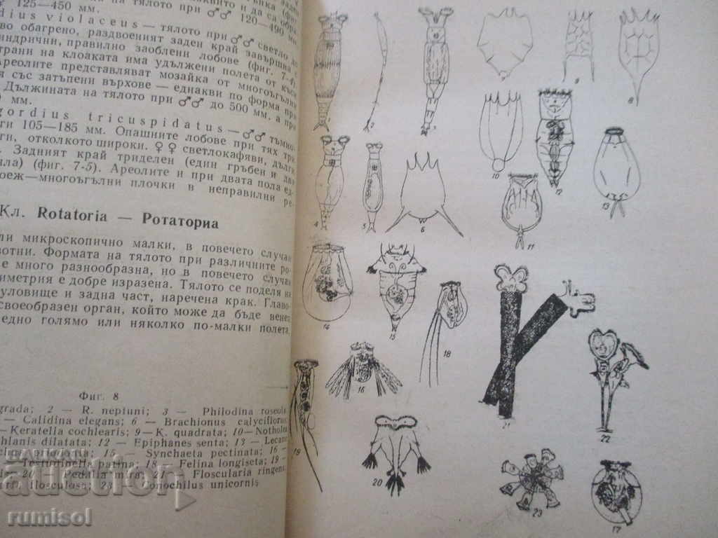 Licitație Fauna Bulgariei - determinator scurt: Nevertebrate