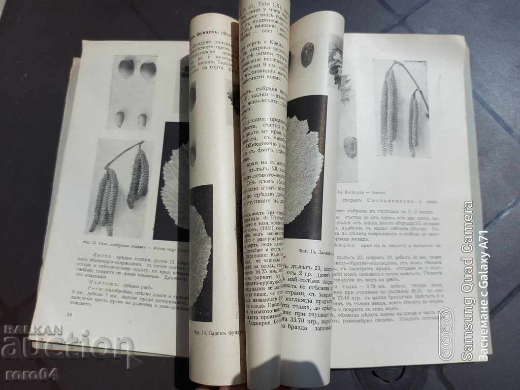 CONTRIBUTION TO THE STUDY OF THE HAZELNUT IN BULGARIA - 5 CONTRIBUTION TO THE STUDY OF THE HAZELNUT IN BULGARIA - 5