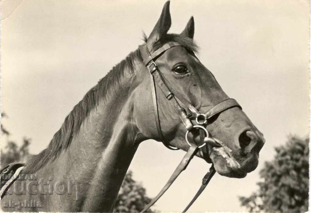 Old card - Beautiful horse