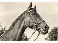Old card - Beautiful horse