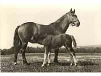 Παλιά κάρτα - φοράδα με άλογο