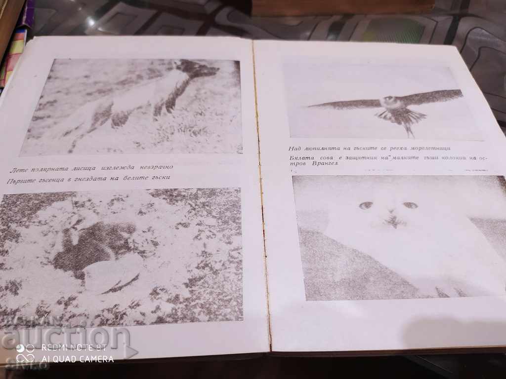 Auction Homeland of polar bears Sava Uspensky many photos Auction Homeland of polar bears Sava Uspensky many photos