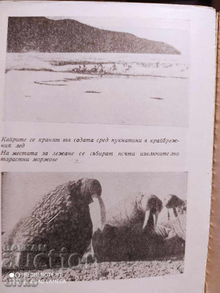 Delivery of Homeland of polar bears Sava Uspensky many photos Delivery of Homeland of polar bears Sava Uspensky many photos