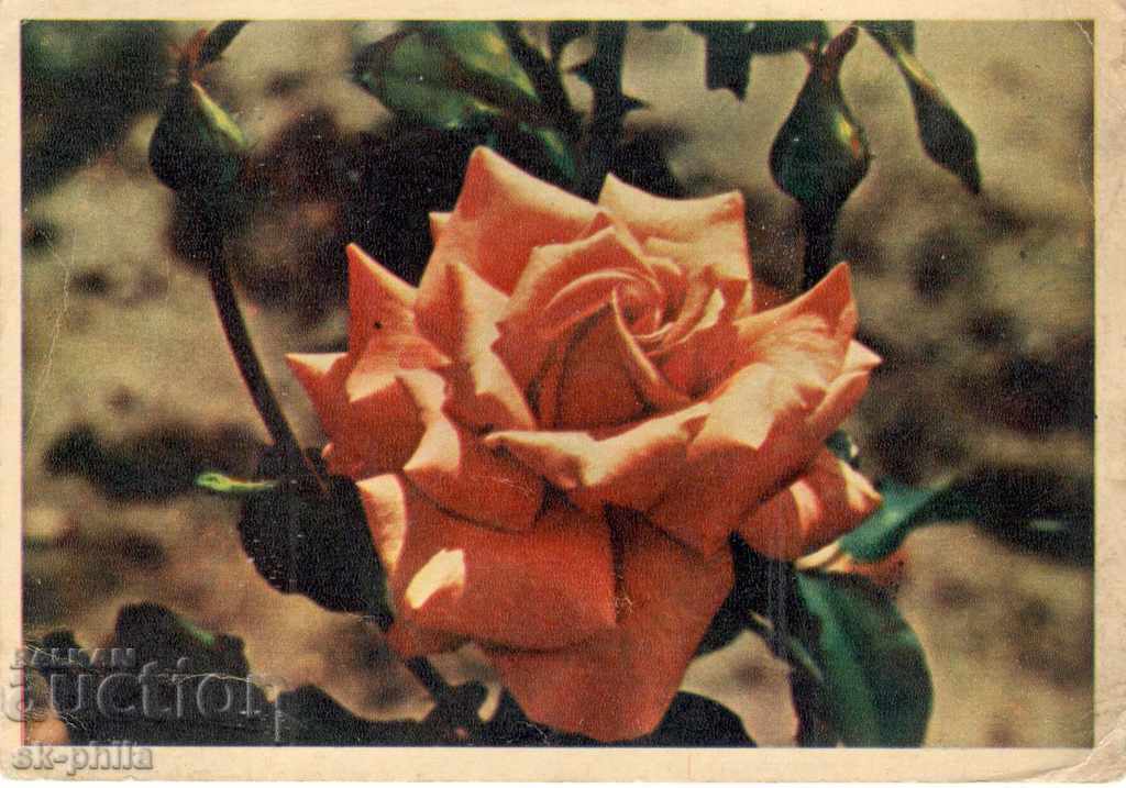 Стара картичка - Поздравителна - Роза