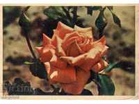Carte veche - Felicitare - Trandafir