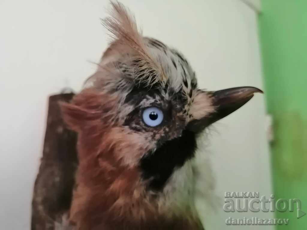 Beautiful Stuffed Forest Bird with price 75.00 BGN | € 38.35 Beautiful Stuffed Forest Bird with price 75.00 BGN | € 38.35