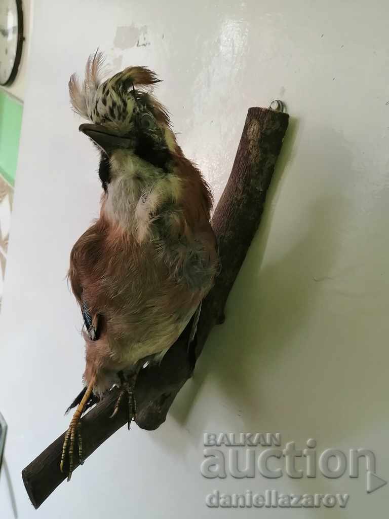 Auction Beautiful Stuffed Forest Bird Auction Beautiful Stuffed Forest Bird