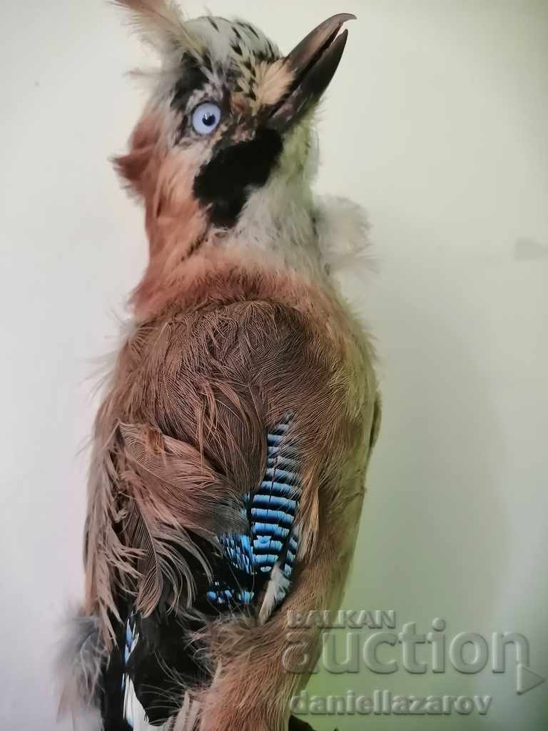 Delivery of Beautiful Stuffed Forest Bird Delivery of Beautiful Stuffed Forest Bird