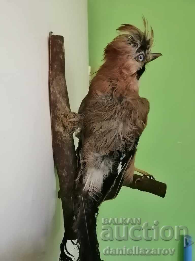 Beautiful Stuffed Forest Bird - 5 Beautiful Stuffed Forest Bird - 5