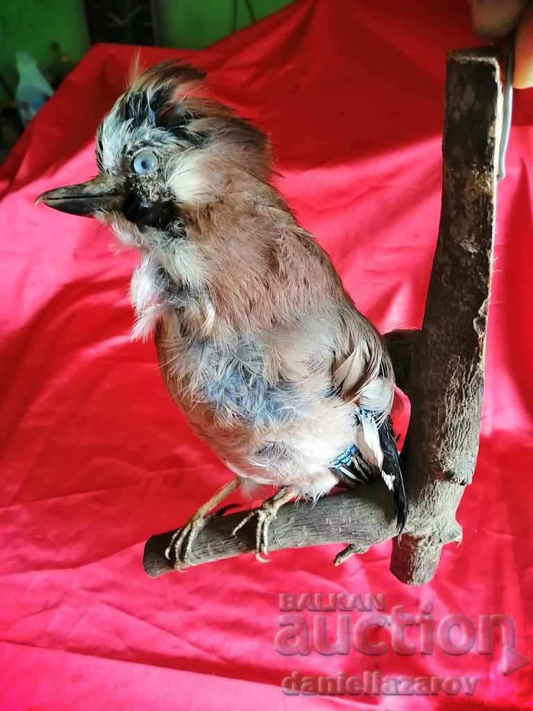 Beautiful Stuffed Forest Bird - 6 Beautiful Stuffed Forest Bird - 6