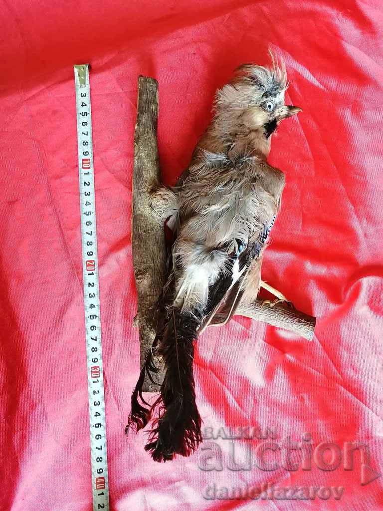 Beautiful Stuffed Forest Bird - 7 Beautiful Stuffed Forest Bird - 7