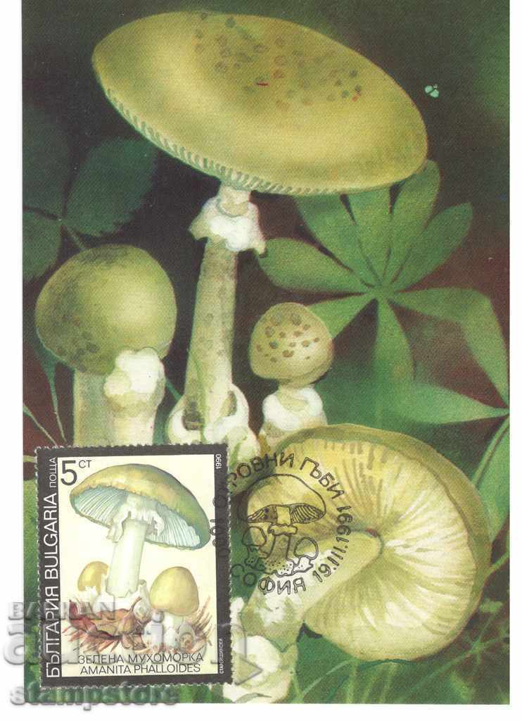 Bulgaria KM - Poisonous mushrooms