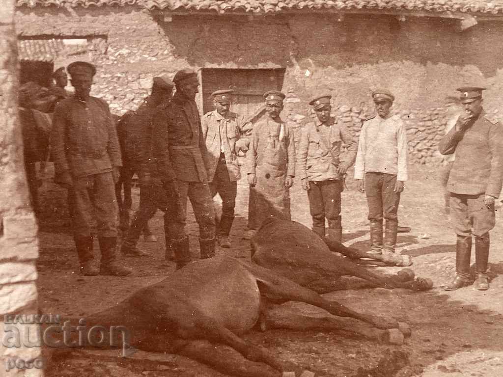 Licitație Avioane Bombe au ucis cai Primul război mondial Licitație Avioane Bombe au ucis cai Primul război mondial