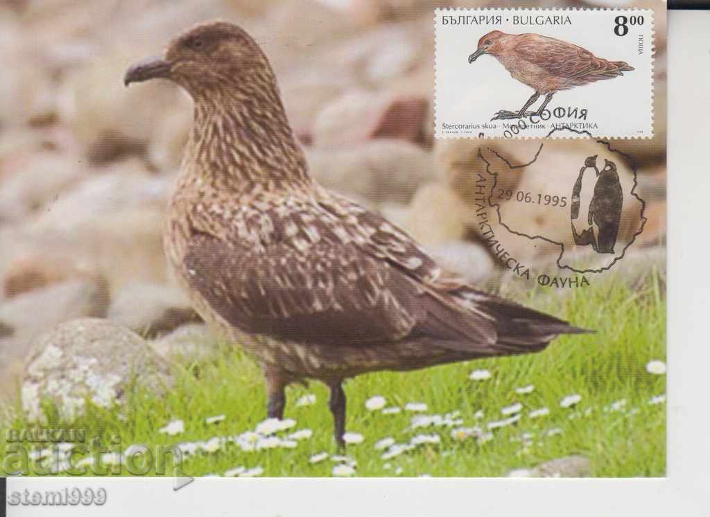 Postcard max FDC Antarctic fauna