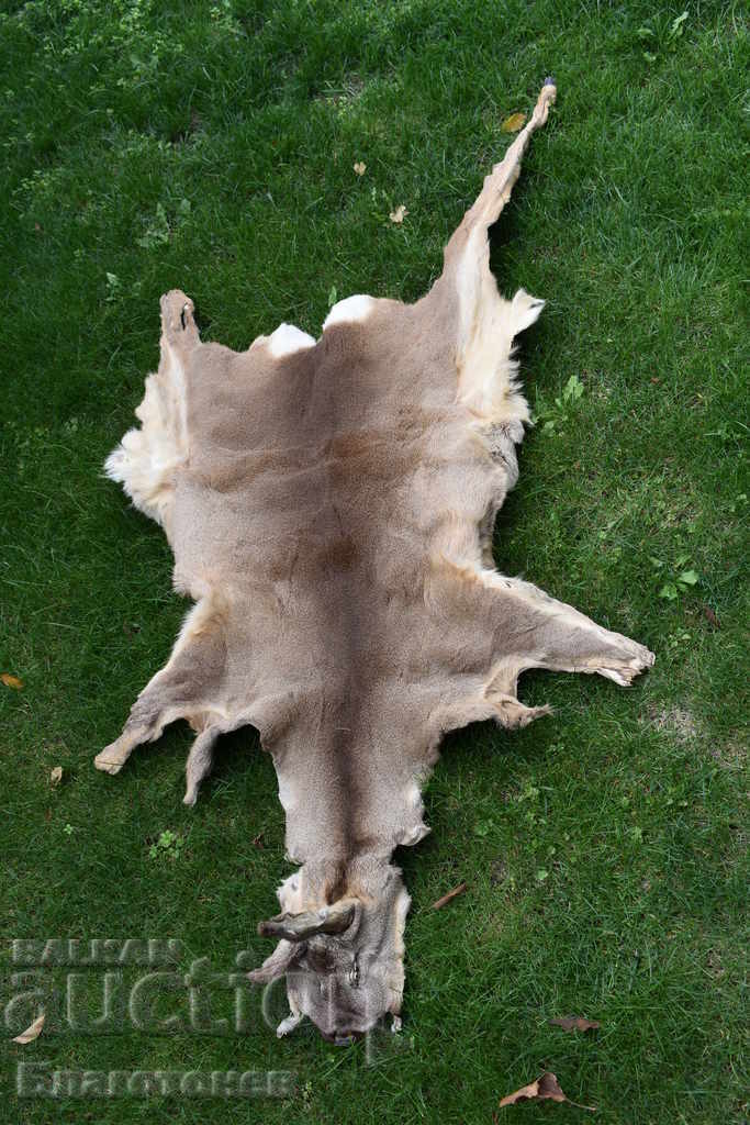 Roe deer skin, roe deer with price 80.00 BGN | € 40.90 Roe deer skin, roe deer with price 80.00 BGN | € 40.90