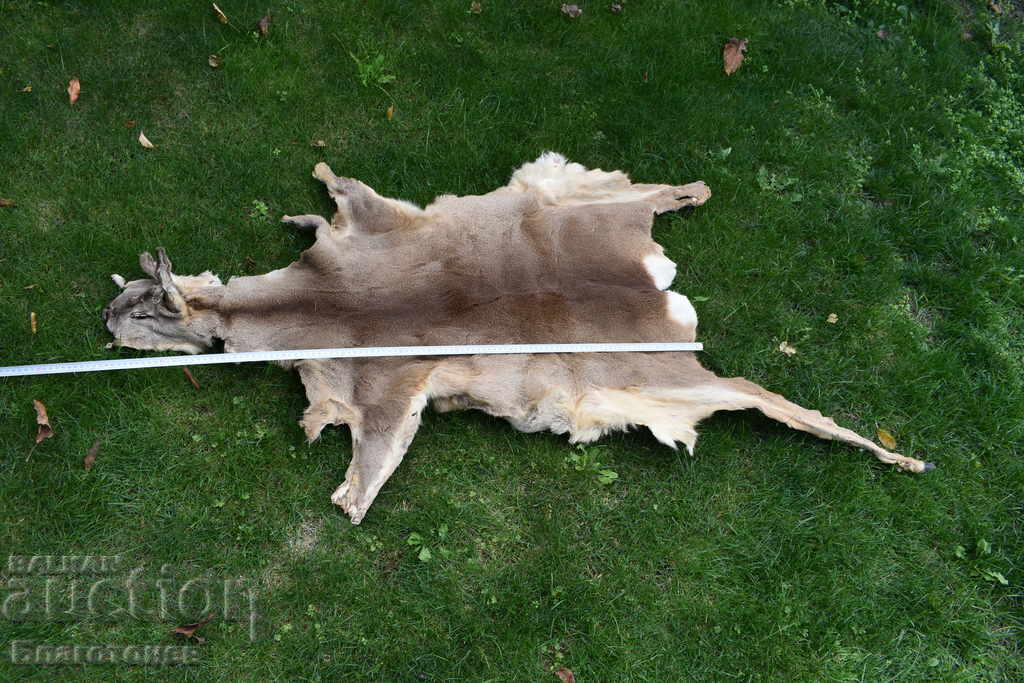 Auction Roe deer skin, roe deer Auction Roe deer skin, roe deer