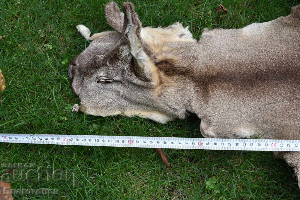Delivery of Roe deer skin, roe deer Delivery of Roe deer skin, roe deer