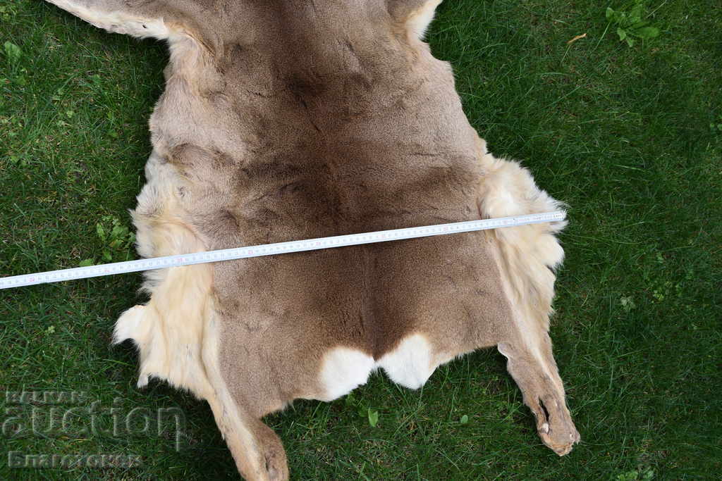 Roe deer skin, roe deer - 5 Roe deer skin, roe deer - 5