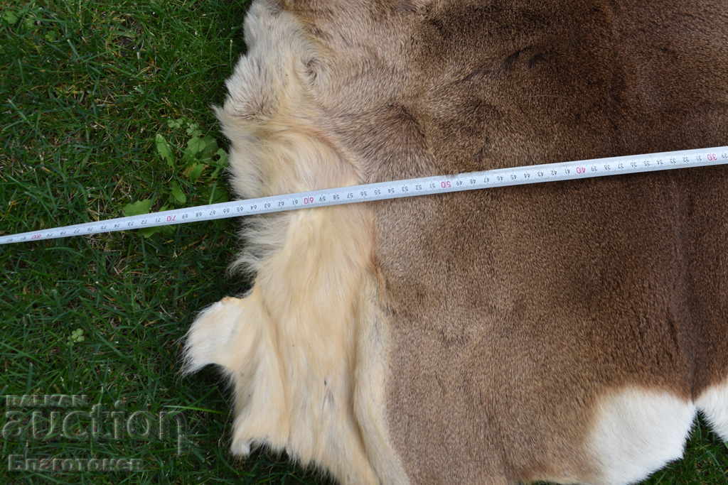 Roe deer skin, roe deer - 6 Roe deer skin, roe deer - 6