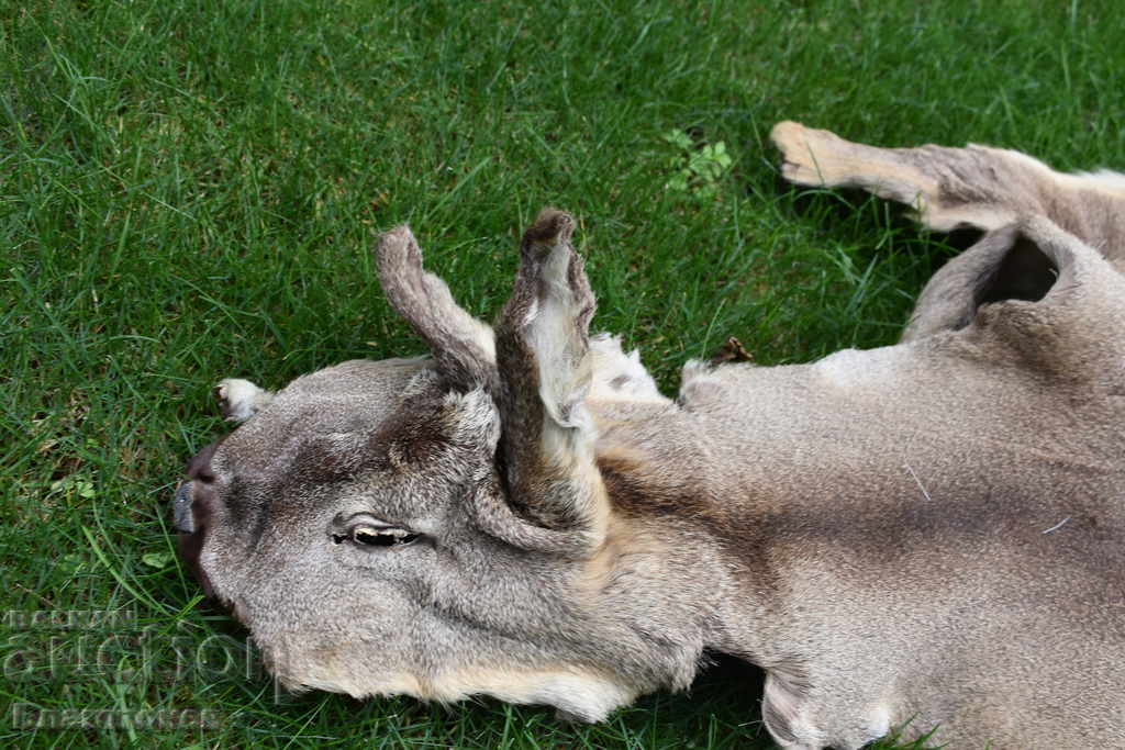 Roe deer skin, roe deer - 7 Roe deer skin, roe deer - 7
