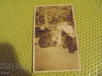 Old photo card, bear. No inscriptions.