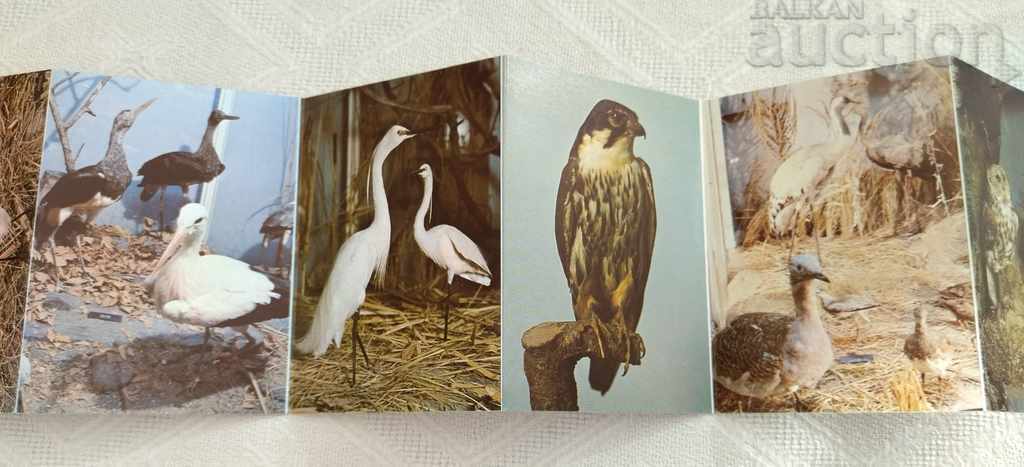 Auction NATURAL SCIENCE MUSEUM BOILER DIPLYANKA 9 STAFF PK.1989 Auction NATURAL SCIENCE MUSEUM BOILER DIPLYANKA 9 STAFF PK.1989