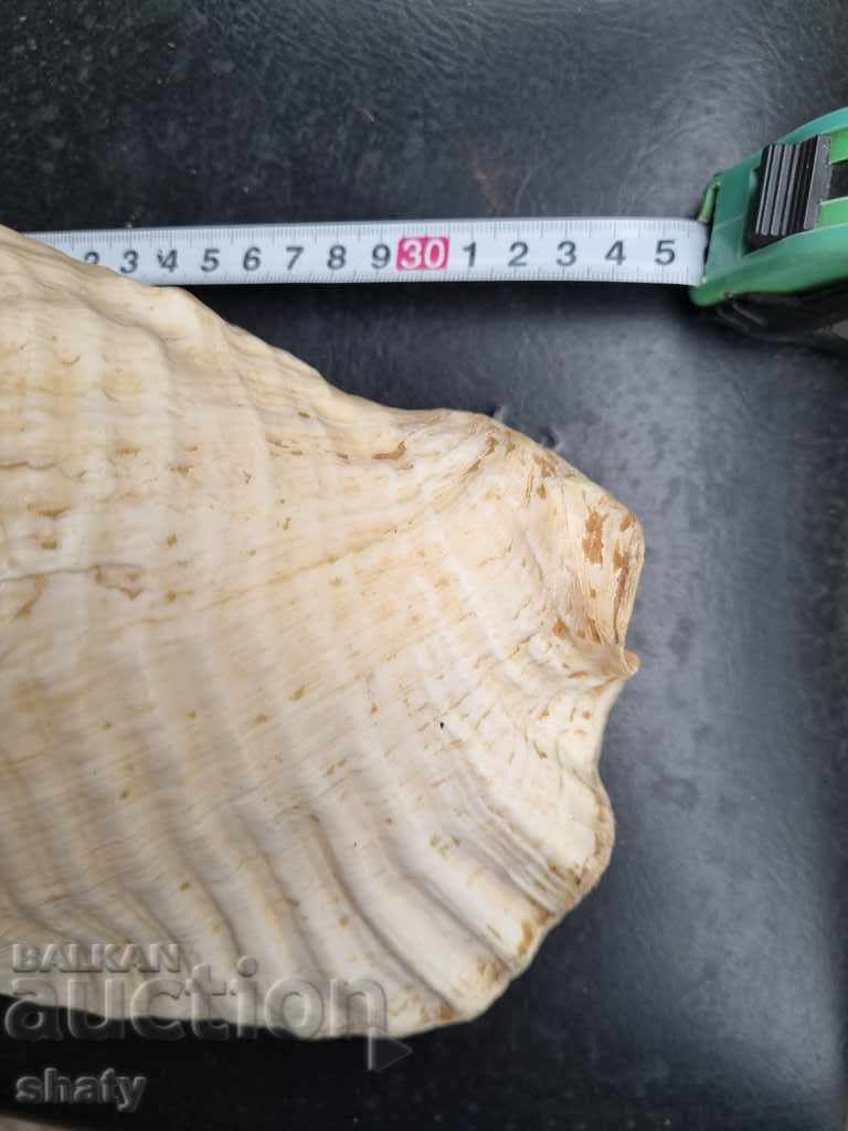 Great rapan. Snail with price 65.00 BGN | € 33.23 Great rapan. Snail with price 65.00 BGN | € 33.23