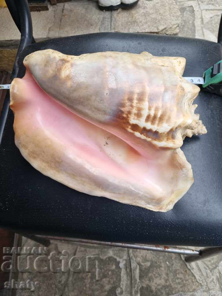 Auction Great rapan. Snail Auction Great rapan. Snail