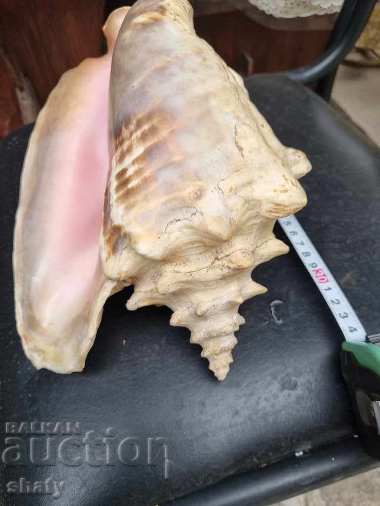 Delivery of Great rapan. Snail Delivery of Great rapan. Snail