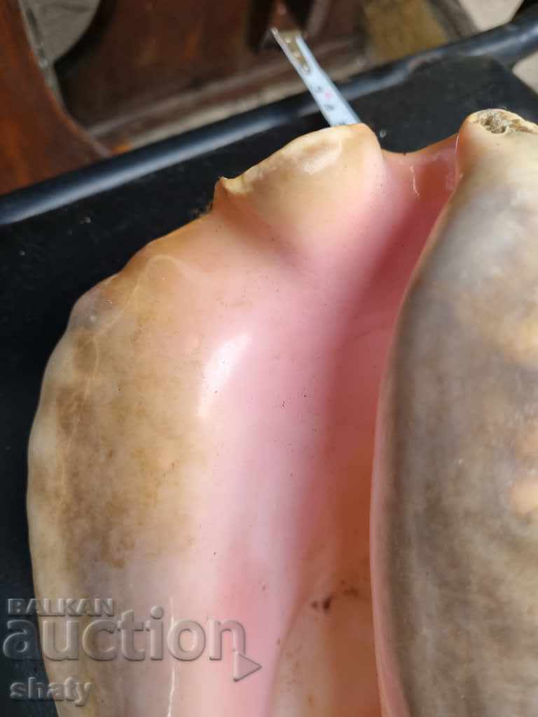 Great rapan. Snail - 5 Great rapan. Snail - 5