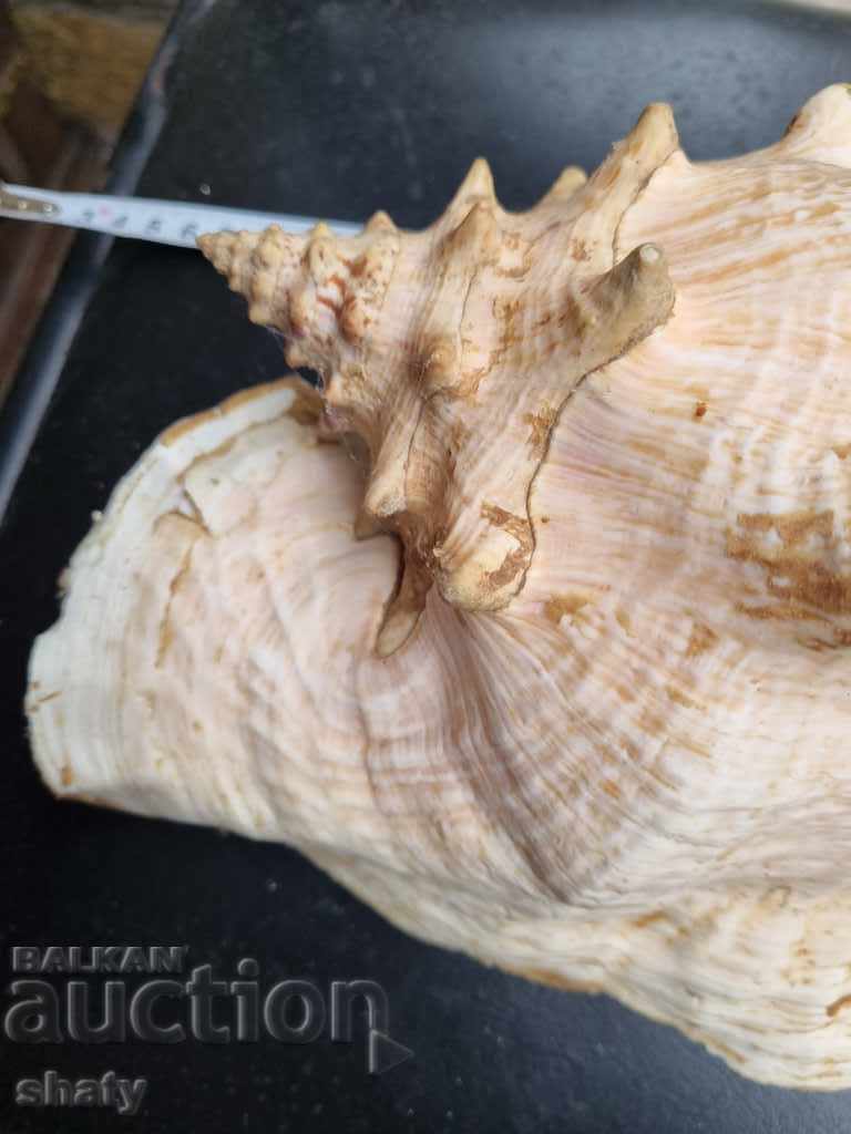 Great rapan. Snail with price 65.00 BGN | € 33.23 Great rapan. Snail with price 65.00 BGN | € 33.23