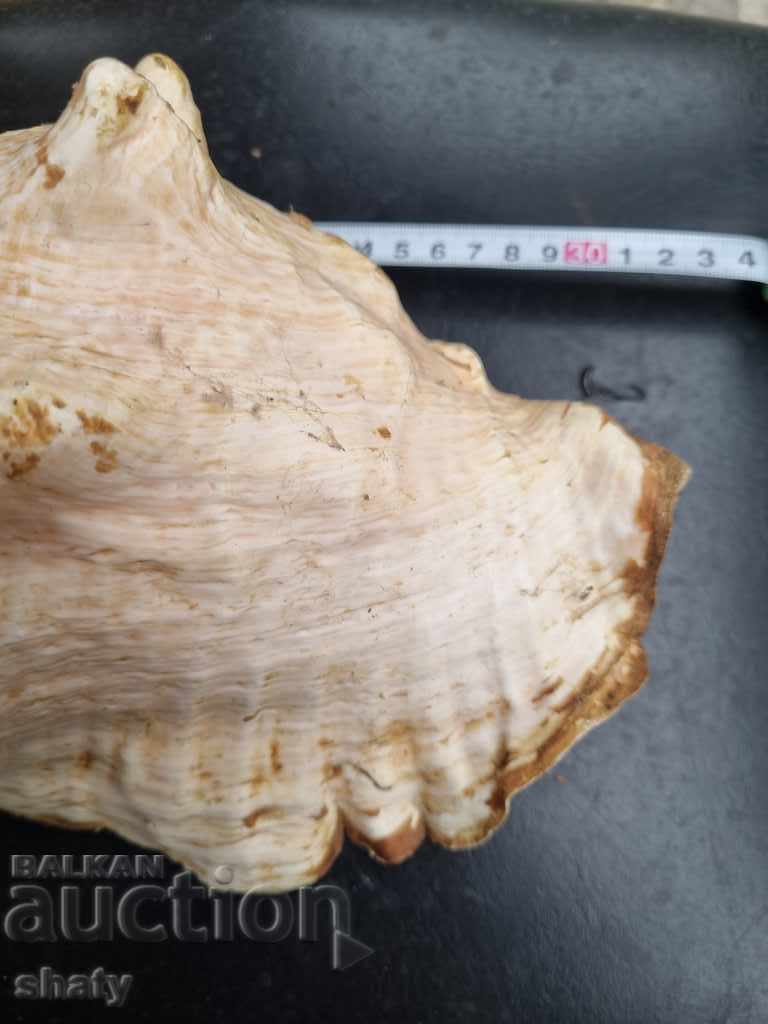 Auction Great rapan. Snail Auction Great rapan. Snail