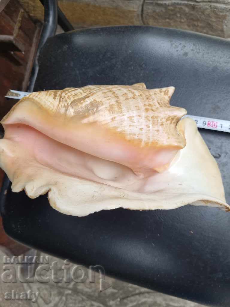 Delivery of Great rapan. Snail Delivery of Great rapan. Snail