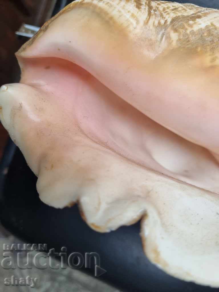 Great rapan. Snail - 5 Great rapan. Snail - 5