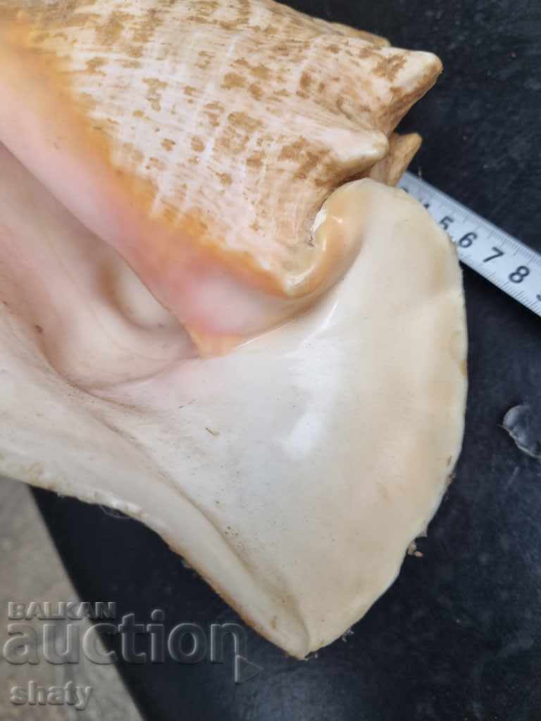 Great rapan. Snail - 6 Great rapan. Snail - 6