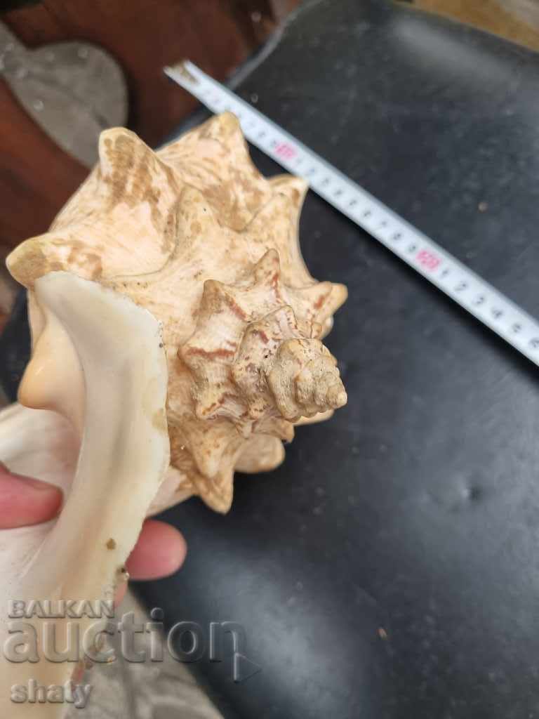 Great rapan. Snail - 7 Great rapan. Snail - 7