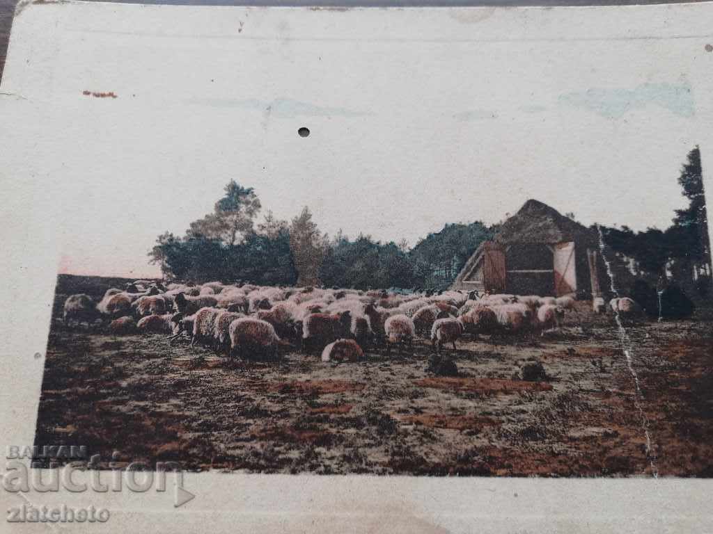 Old postcard with price 10.00 BGN | € 5.11 Old postcard with price 10.00 BGN | € 5.11