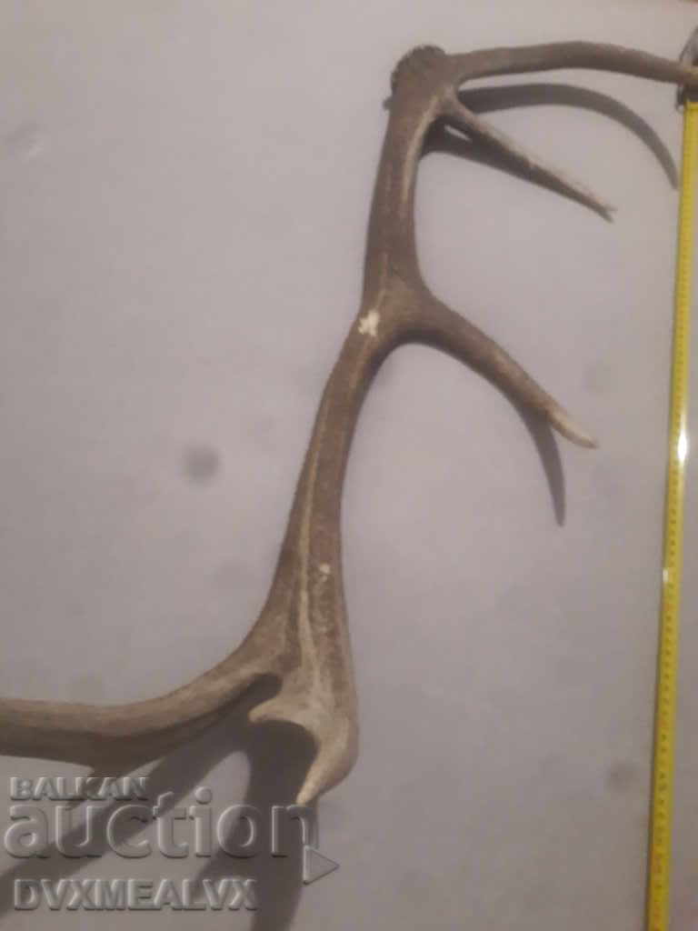 Ένα τεράστιο κέρατο με τιμή 95.00 BGN | € 48.57 Ένα τεράστιο κέρατο με τιμή 95.00 BGN | € 48.57