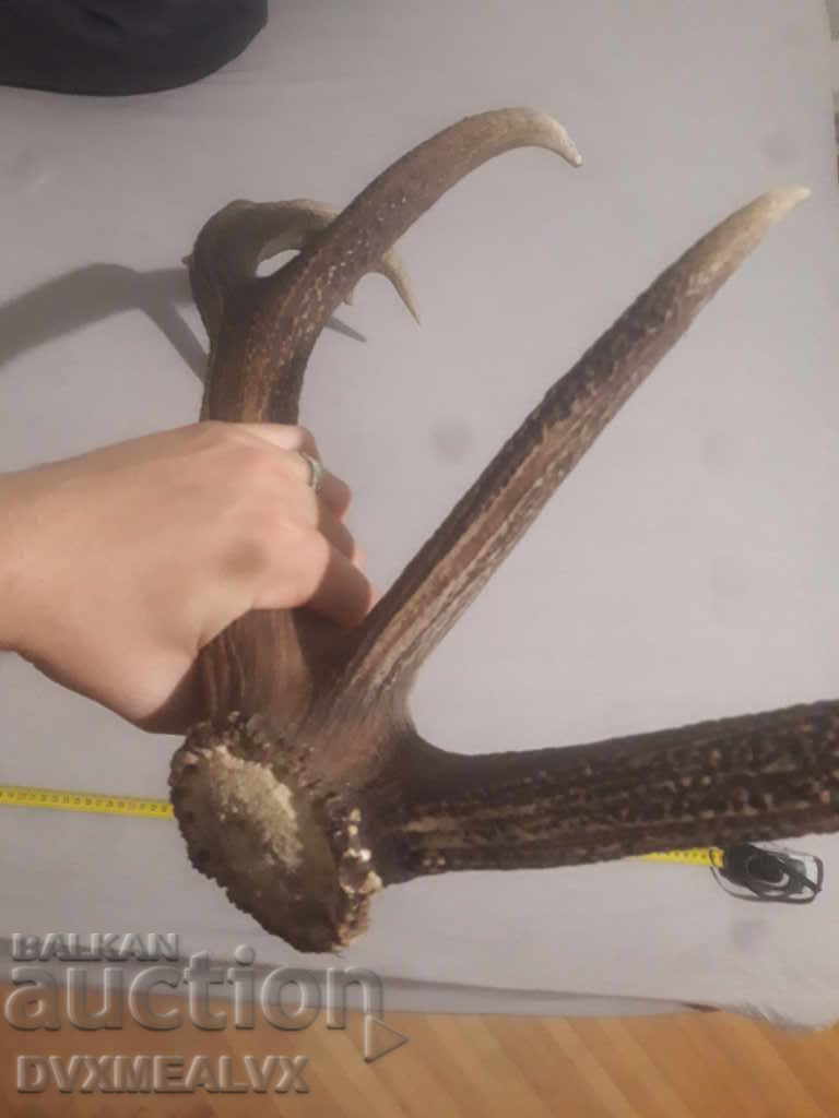 Δημοπρασία Ένα τεράστιο κέρατο Δημοπρασία Ένα τεράστιο κέρατο